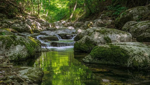 Moss-covered boulders and shallow stream reflecting lush green canopy in forest ravine