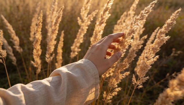 Hand brushing golden meadow grasses in backlit sunlight with linen sleeve