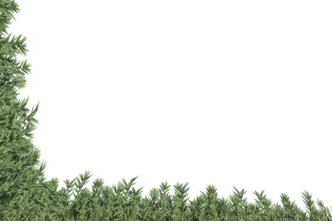Lush Green Plant Frame on Transparent Background - Download Free Stock Videos Pikwizard.com