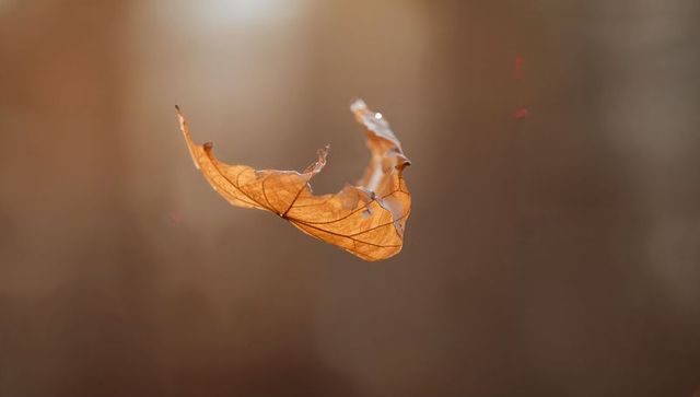 Floating dried oak leaf glowing in warm autumn light, torn veins and soft bokeh