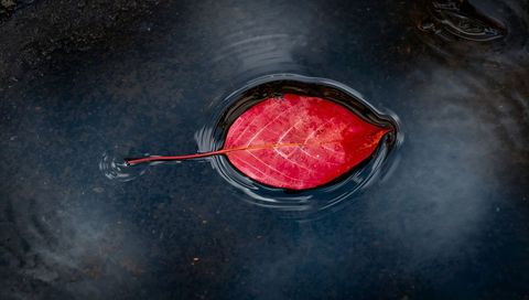 Crimson Autumn Leaf Floating on Dark Water with Concentric Ripples