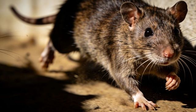 Brown rat scurrying across dusty basement floor showing whiskers and front paw close-up