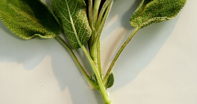 This image of fresh sage leaves is suitable for use in culinary blogs, herbal remedy articles, gardening tips, and organic lifestyle websites. It also works well for illustrations in recipes, natural health promotions, and botanical studies.