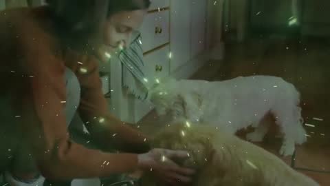 Pet Owner Offering Treats and Affection in Warm Kitchen