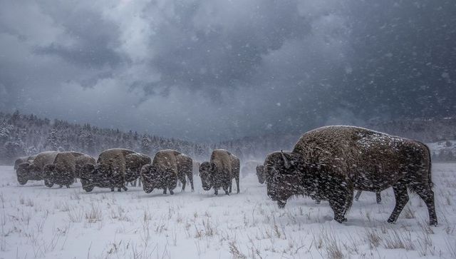 American bison herd traversing snowy prairie, braving heavy falling snow and winter storm