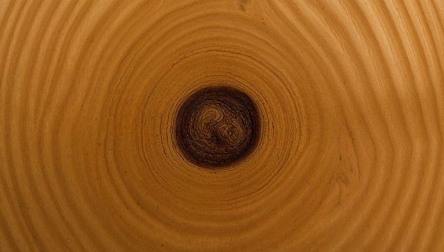 Rustic wood knot with concentric growth rings and warm radial grain texture for backgrounds
