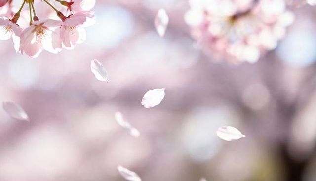 Drifting Cherry Blossom Petals Falling Over Pastel Bokeh Spring Background Dreamy Soft