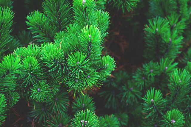 Close Up of Fresh Green Pine Tree Branches - Download Free Stock Photos Pikwizard.com