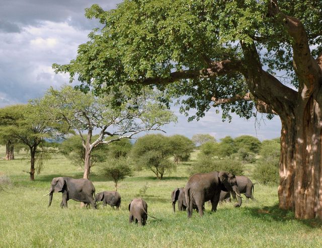 Gray Elephant Herd Under Green Tree on Green Grass Fields during Daytime - Download Free Stock Photos Pikwizard.com