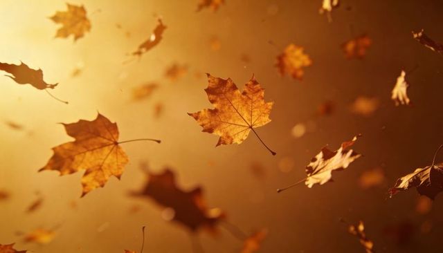 Golden maple leaf drifting in autumn sunlight with backlit veins and soft bokeh