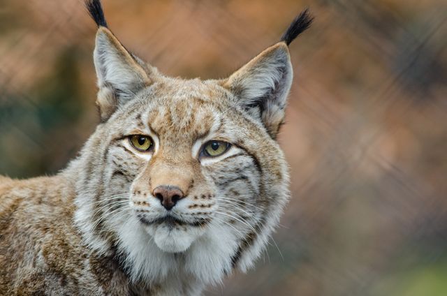 Eurasian Lynx staring attentively with its distinctive black tufted ears and yellow eyes. Ideal for use in wildlife conservation campaigns, nature documentaries, educational materials highlighting animal characteristics, or promoting zoos and wildlife reserves.