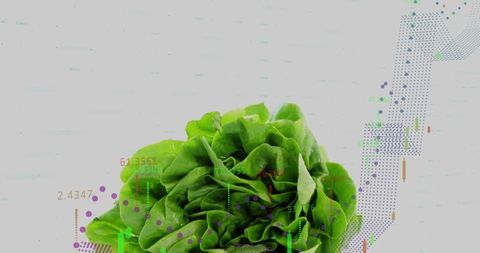 Vibrant Butterhead Lettuce with Financial Data Overlay