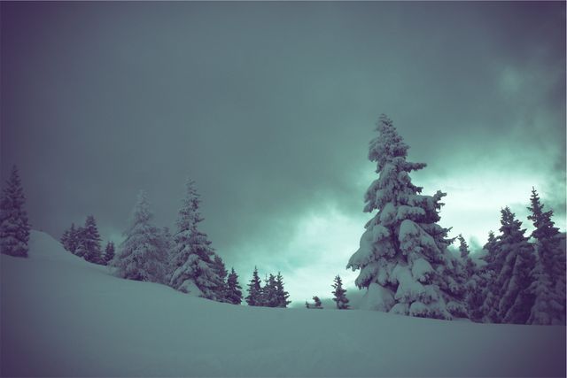 Depicting snow-covered pine trees at dusk, this image captures the serene beauty of a winter landscape under a darkening sky. Ideal for use in seasonal greeting cards, winter-themed publications, nature blogs, or décor. Evokes feelings of tranquility, stillness, and the cold beauty of winter.