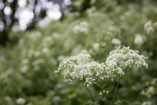 This closeup shows wildflowers blooming in a lush green garden during spring. The background is a soft blur, emphasizing the delicate white flowers in the foreground. Perfect for nature conservation projects, floral blogs, or garden design inspiration.