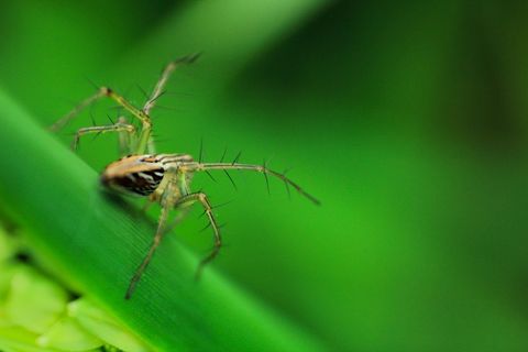 Macro close-up striped spider crawling across vibrant green leaf with shallow bokeh