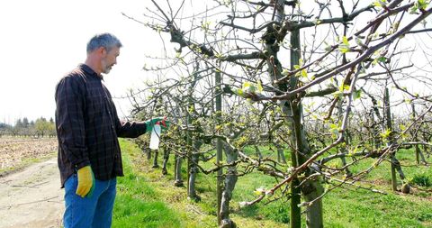 Farmer spraying orchard trees to preserve health