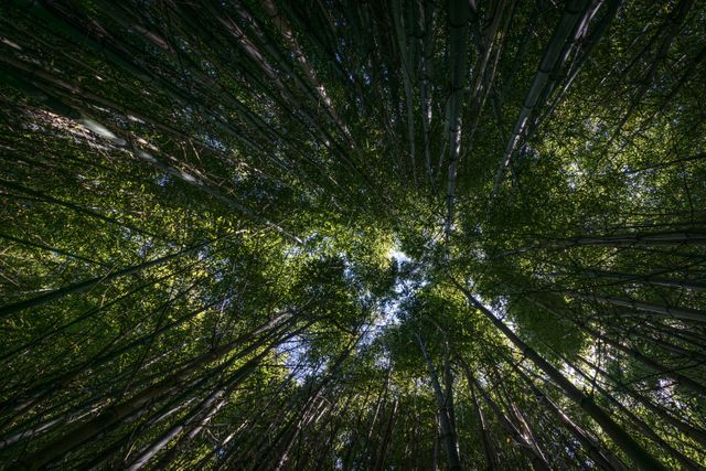 Looking Upward in Dense Bamboo Forest, Lush and Green Canopy - Download Free Stock Photos Pikwizard.com