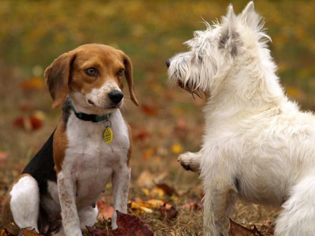 Beagle and West Highland Terrier puppies engaging in playful interaction in a park during autumn. Ideal for content about pet companionship, animal behavior, fall activities with pets, and outdoor lifestyles. Suitable for pet product advertisements, veterinarian marketing, or blog posts on dog care.