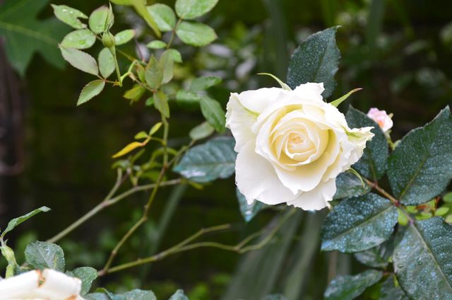 Delicate white rose in lush green garden covered in dewdrops after rainstorm. Suitable for nature-themed projects, botanical illustrations, floral arrangements, gardening websites, serene and tranquil backgrounds.