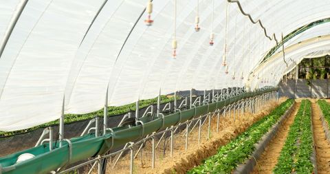 Lush Crops Inside Sunlit Greenhouse with Advanced Irrigation System - Download Free Stock Images Pikwizard.com