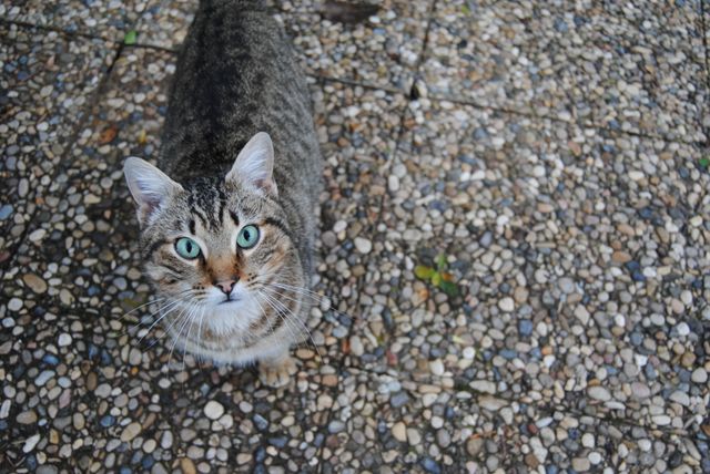 Tabby cat standing on pebble pavement and looking up. Great for use in pet care blogs, animal lover websites, cat adoption flyers, social media posts focusing on pets, and articles about domestic pets. Can also be used in marketing materials for pet food or pet accessories.