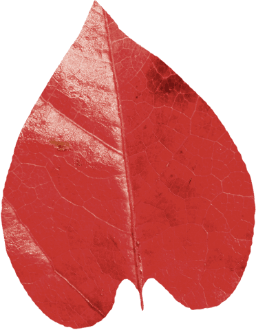 transparent red autumn leaf with detailed texture - Download Free Stock Videos Pikwizard.com