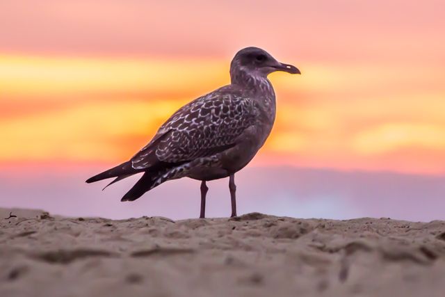 Seagull standing on beach sand with vibrant sunset sky in the background. Ideal for nature and wildlife photography collections, beach and coastal themes, travel blogs, and environmental awareness campaigns.