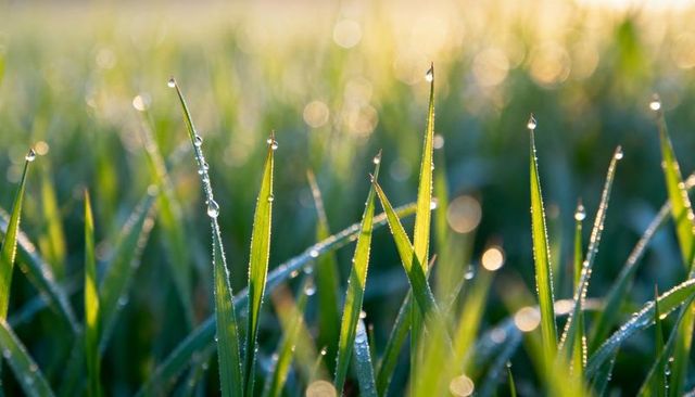 Glistening dew on green grass blades catching golden dawn light with soft bokeh