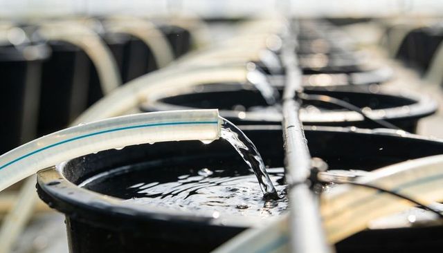 Clear hose pouring water into nursery tubs, irrigation manifold, greenhouse propagation