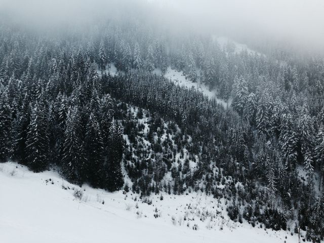 Snow-Covered Pine Forest Blanketed by Fog - Download Free Stock Photos Pikwizard.com