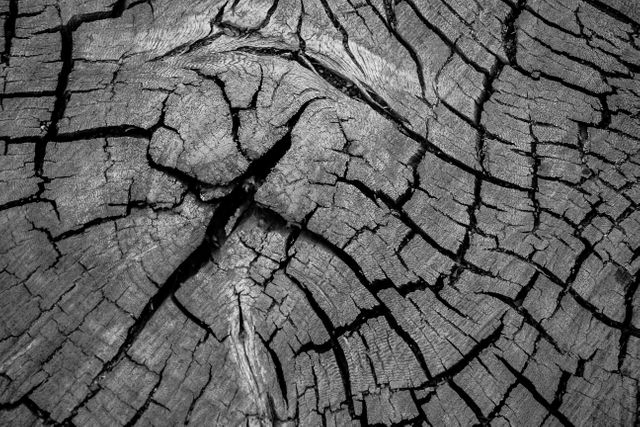 Close-up view of a weathered tree trunk exhibiting deep cracks and a textured surface. Black and white tones enhance the natural and rustic feel. Ideal for backgrounds, nature-themed projects, patterns, or textured designs in prints and digital media.