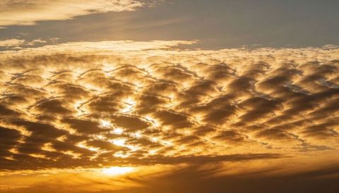 Golden rippling cloudscape at sunset illuminating sky with backlit stratocumulus texture