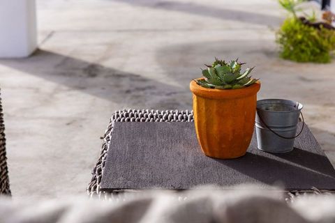 Sunlit succulent in terracotta pot on wicker table with metal bucket