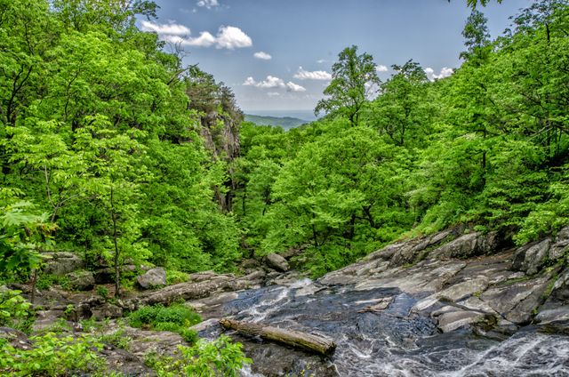 Lush Green Forest with Flowing Stream on Rocky Terrain on Bright Summer Day - Download Free Stock Photos Pikwizard.com