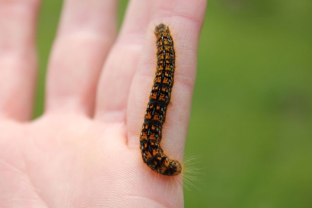 Brown caterpillar crawling on an outstretched human hand in a green outdoor environment. The caterpillar's markings and details are clearly visible, capturing the texture of its body. This image is suitable for educational materials, nature blogs, entomology studies, or wildlife documentaries. It can also be used in campaigns promoting outdoor activities or eco-friendly initiatives.
