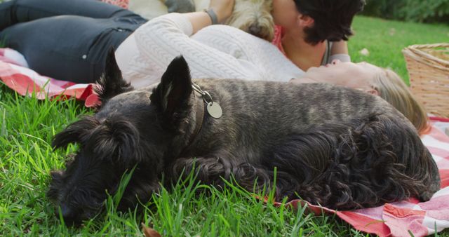 Couple enjoying a relaxing day together in a park with their Scottish Terrier on a picnic blanket. This heartwarming scene demonstrates leisure and bonding time with pets, perfect for content related to love, relaxation, outdoor activities, and pet companionship.