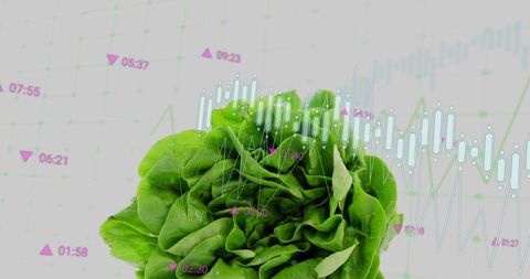Fresh Lettuce over Digital Data Visualization in Agriculture