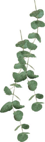 Transparent watercolor eucalyptus branches botanical illustration