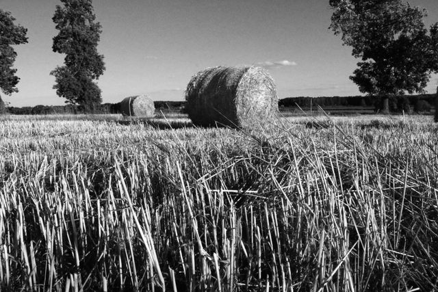 Serene and tranquil black-and-white scene showing a harvested field with hay bales. Trees in the background add depth to the rural setting. Suitable for use in agricultural publications, nature-themed projects, and background settings where tranquil countryside ambiance is desired.