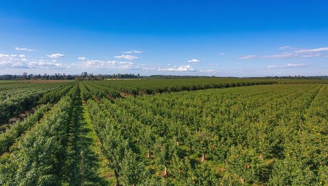 Aerial apple orchard stretching to horizon with neat rows, grassy tracks and clear blue sky