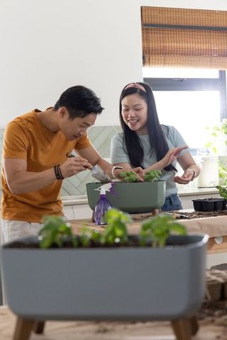 Asian couple planting herb seedlings in kitchen planter for indoor gardening
