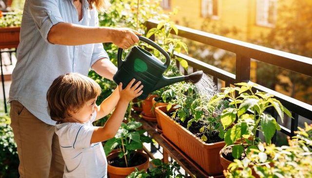 Parent and child watering balcony vegetable and herb garden together at sunlit golden hour