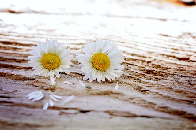 Close-up of two daisy flowers laying on a weathered wooden surface with some petals scattered around. The rustic background complements the simplicity and natural beauty of the daisies. Ideal for use in blogs or websites about nature, simplicity, or gardening. Also suitable for greeting cards, nature-themed posters, and inspirational quotes.