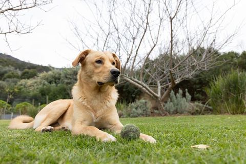 Light tan dog lying on green lawn with worn tennis ball in serene suburban backyard overcast