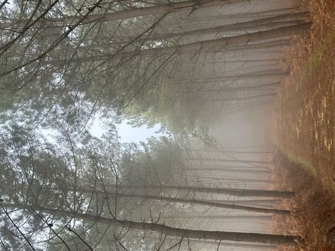 Misty Forest Pathway with Towering Pine Trees