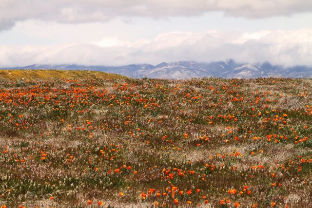Blooming Wildflowers in Vast Open Meadow with Mountains in Distance - Download Free Stock Photos Pikwizard.com