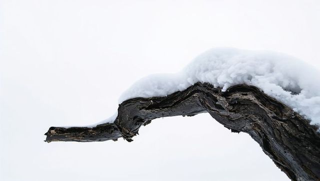 Gnarled snow-capped branch showing twisted bark texture and minimal white space