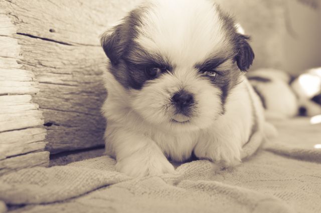 Cute Shih Tzu Puppy Resting on Blanket - Download Free Stock Photos Pikwizard.com
