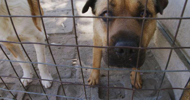 Depicts a sad dog behind a metal fence at an animal shelter, looking forward with a longing expression. Ideal for use in articles or campaigns about animal adoption, animal rights, or animal shelters. Can also be used for pet care awareness and fundraising initiatives for rescue organizations.
