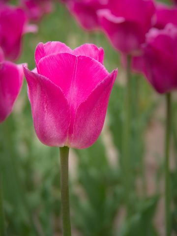 Vibrant pink tulip blooming in spring garden